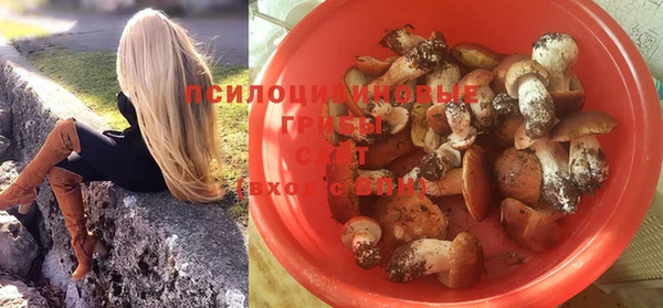 PSILOCYBIN Бородино